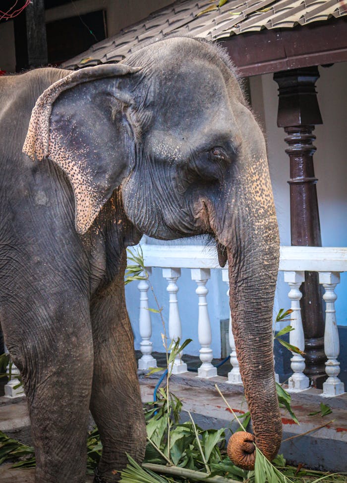 A majestic Sri Lankan elephant feeding outdoors by a temple structure, showcasing its natural habitat.